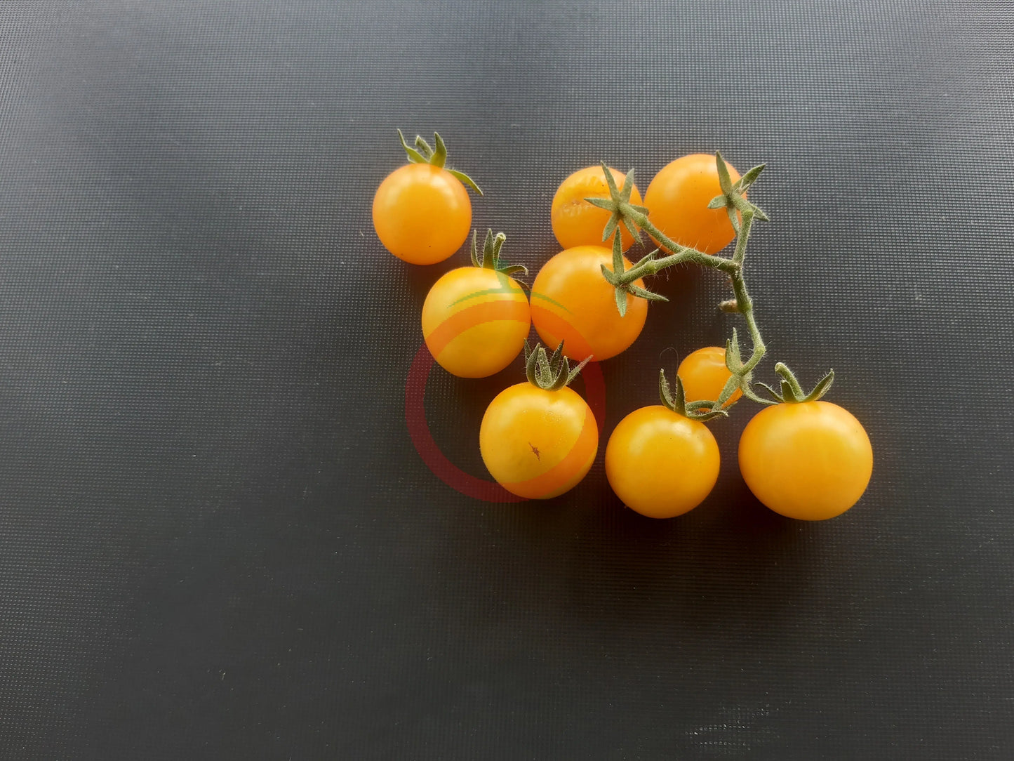 Dwarf Eagle Smiley DER TOMATENFLÜSTERER