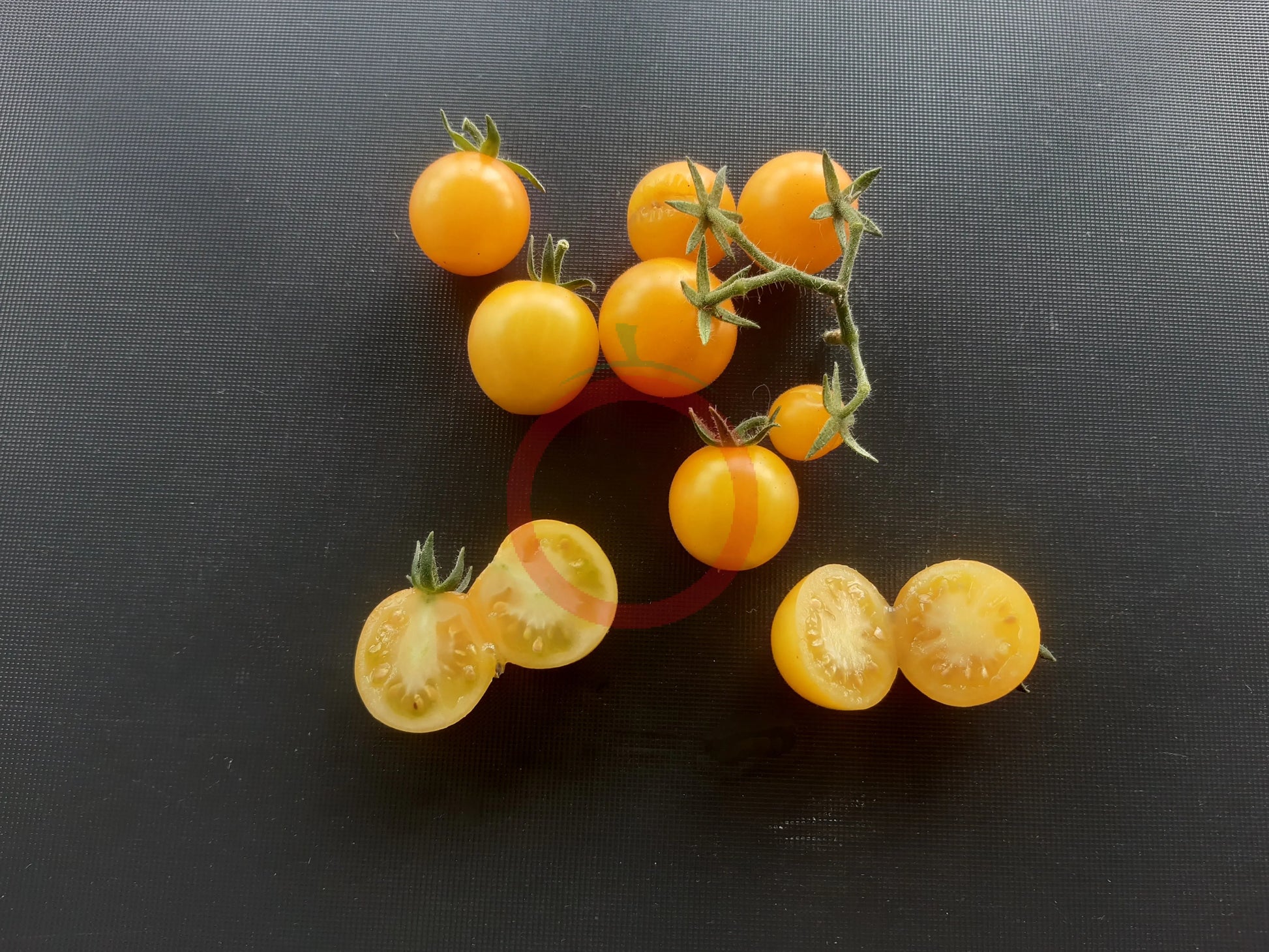 Dwarf Eagle Smiley DER TOMATENFLÜSTERER