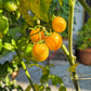 Dwarf Eagle Smiley DER TOMATENFLÜSTERER