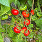 Dwarf Franklin County DER TOMATENFLÜSTERER