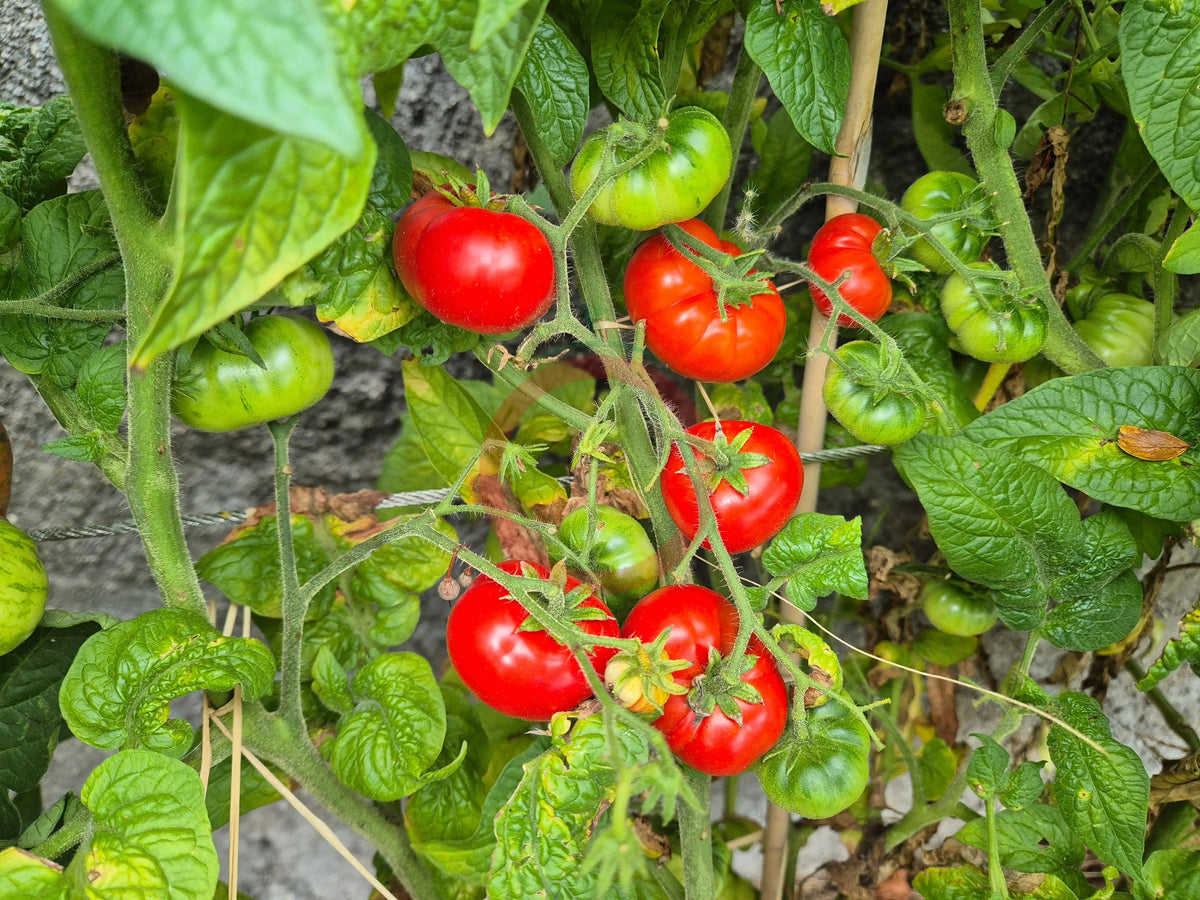 Dwarf Franklin County DER TOMATENFLÜSTERER