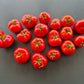 Dwarf Franklin County DER TOMATENFLÜSTERER