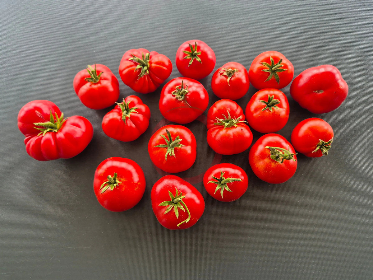 Dwarf Franklin County DER TOMATENFLÜSTERER