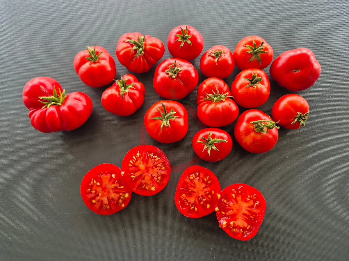 Dwarf Franklin County DER TOMATENFLÜSTERER