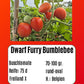 Dwarf Furry Bumblebee DER TOMATENFLÜSTERER