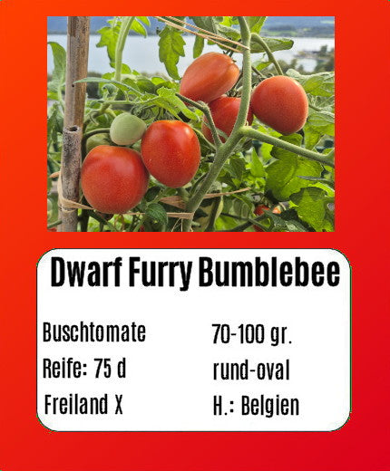 Dwarf Furry Bumblebee DER TOMATENFLÜSTERER