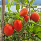 Dwarf Furry Bumblebee DER TOMATENFLÜSTERER