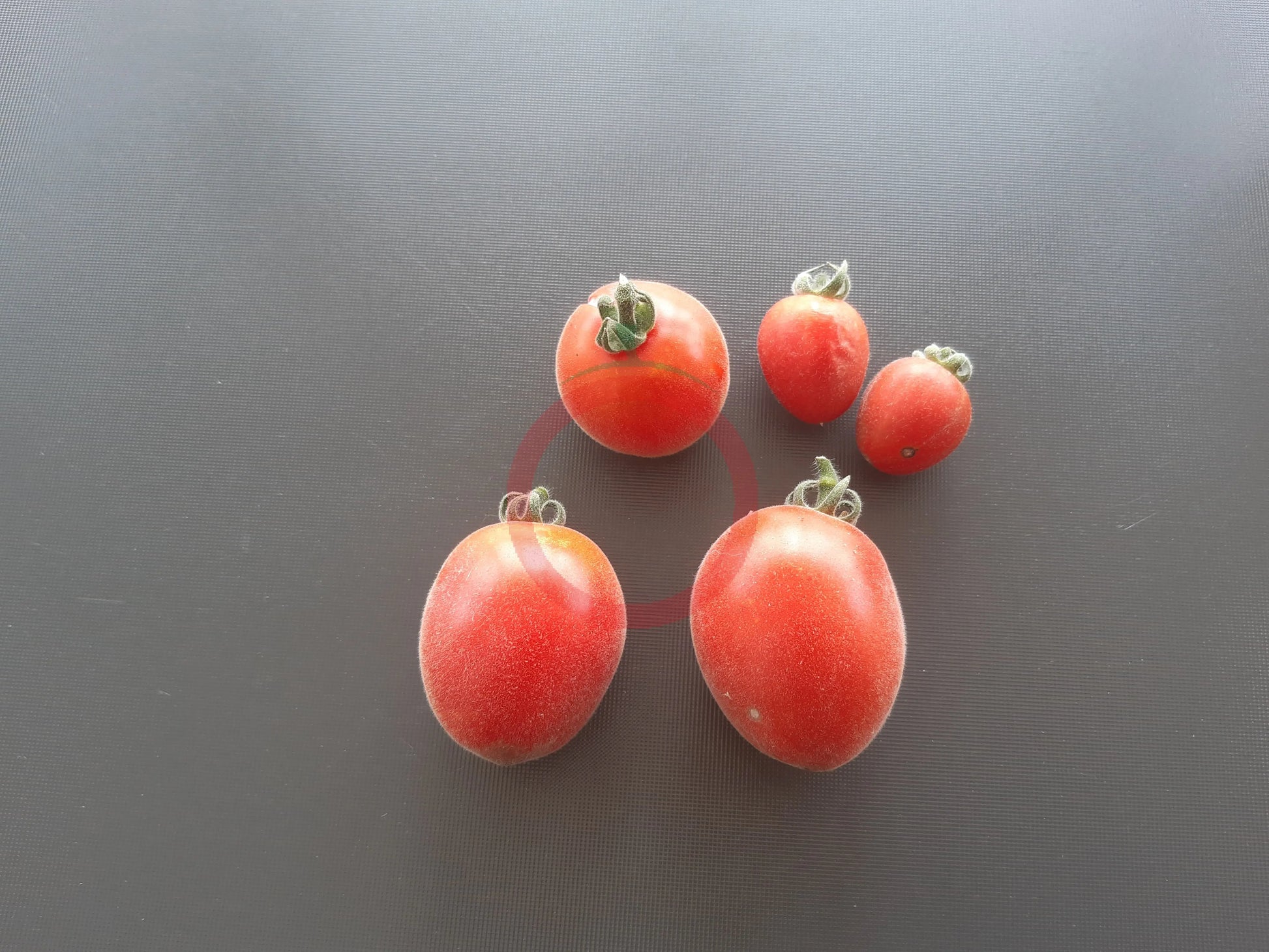 Dwarf Furry Bumblebee DER TOMATENFLÜSTERER