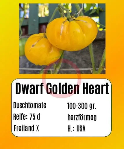 Dwarf Golden Heart DER TOMATENFLÜSTERER