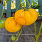 Dwarf Golden Heart DER TOMATENFLÜSTERER