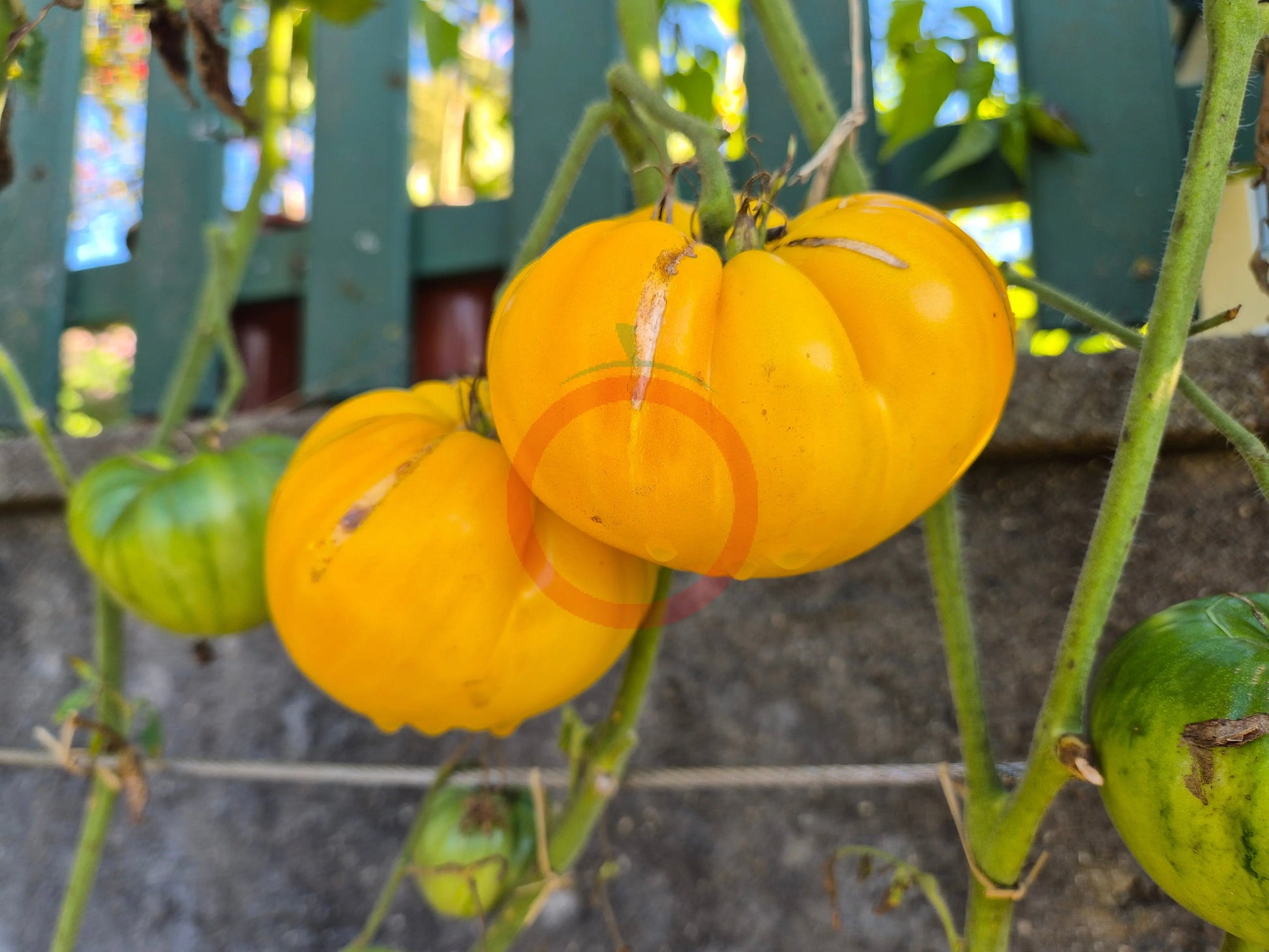 Dwarf Golden Heart DER TOMATENFLÜSTERER
