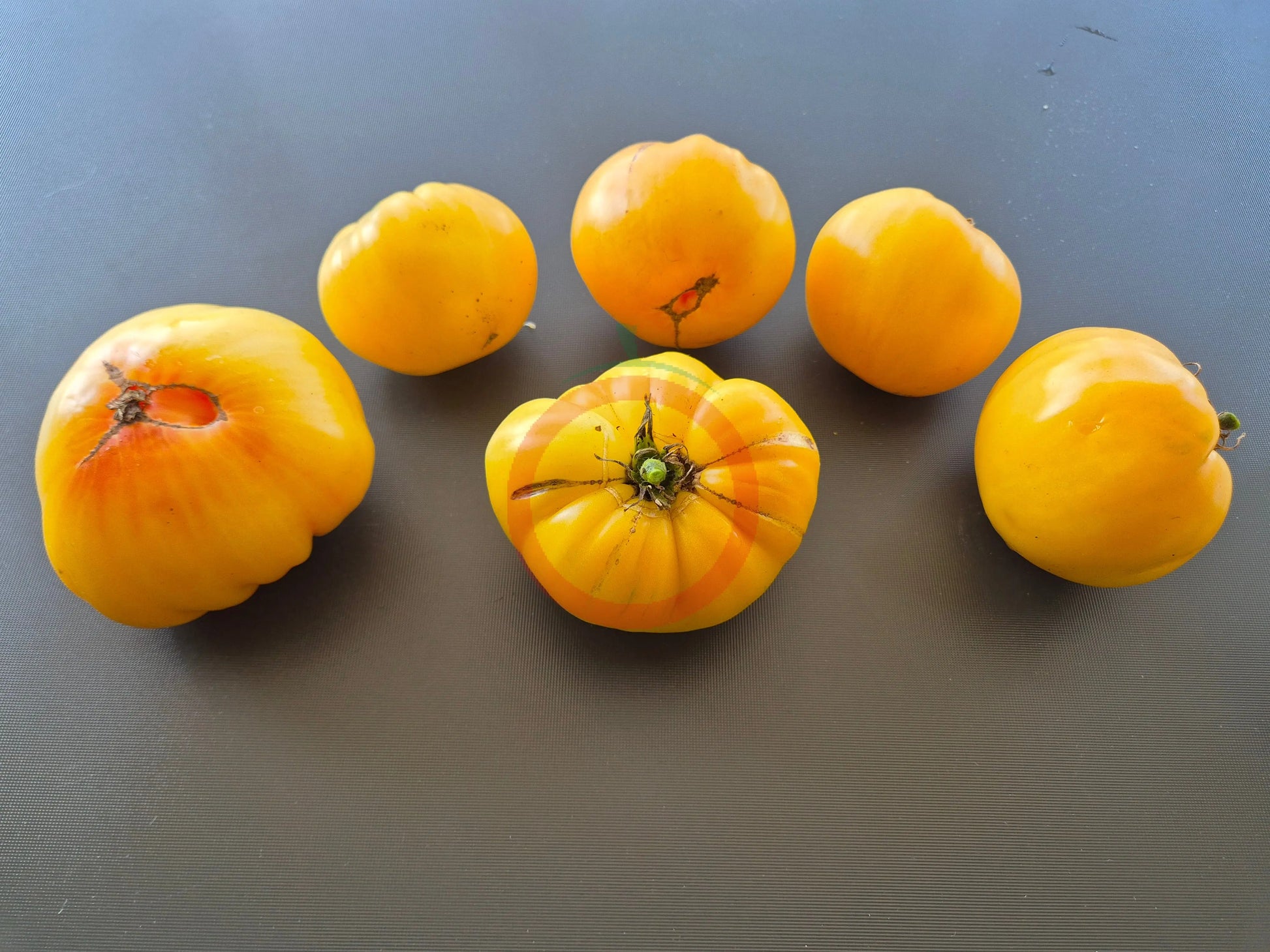 Dwarf Golden Heart DER TOMATENFLÜSTERER