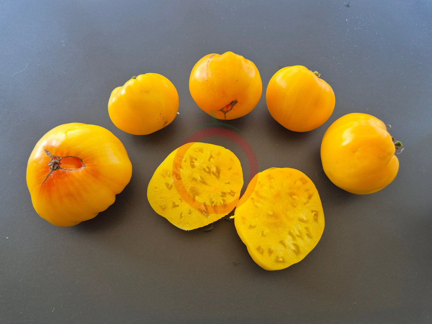 Dwarf Golden Heart DER TOMATENFLÜSTERER