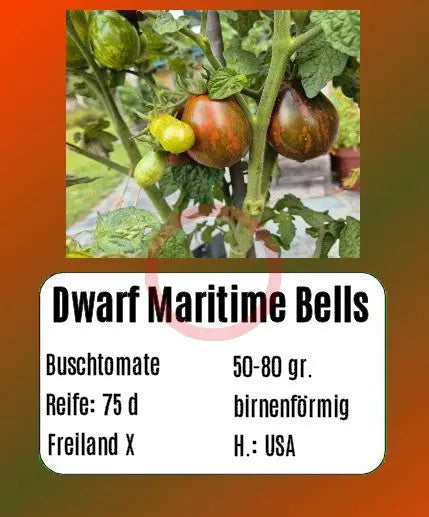 Dwarf Maritime Bells DER TOMATENFLÜSTERER