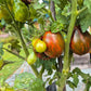 Dwarf Maritime Bells DER TOMATENFLÜSTERER
