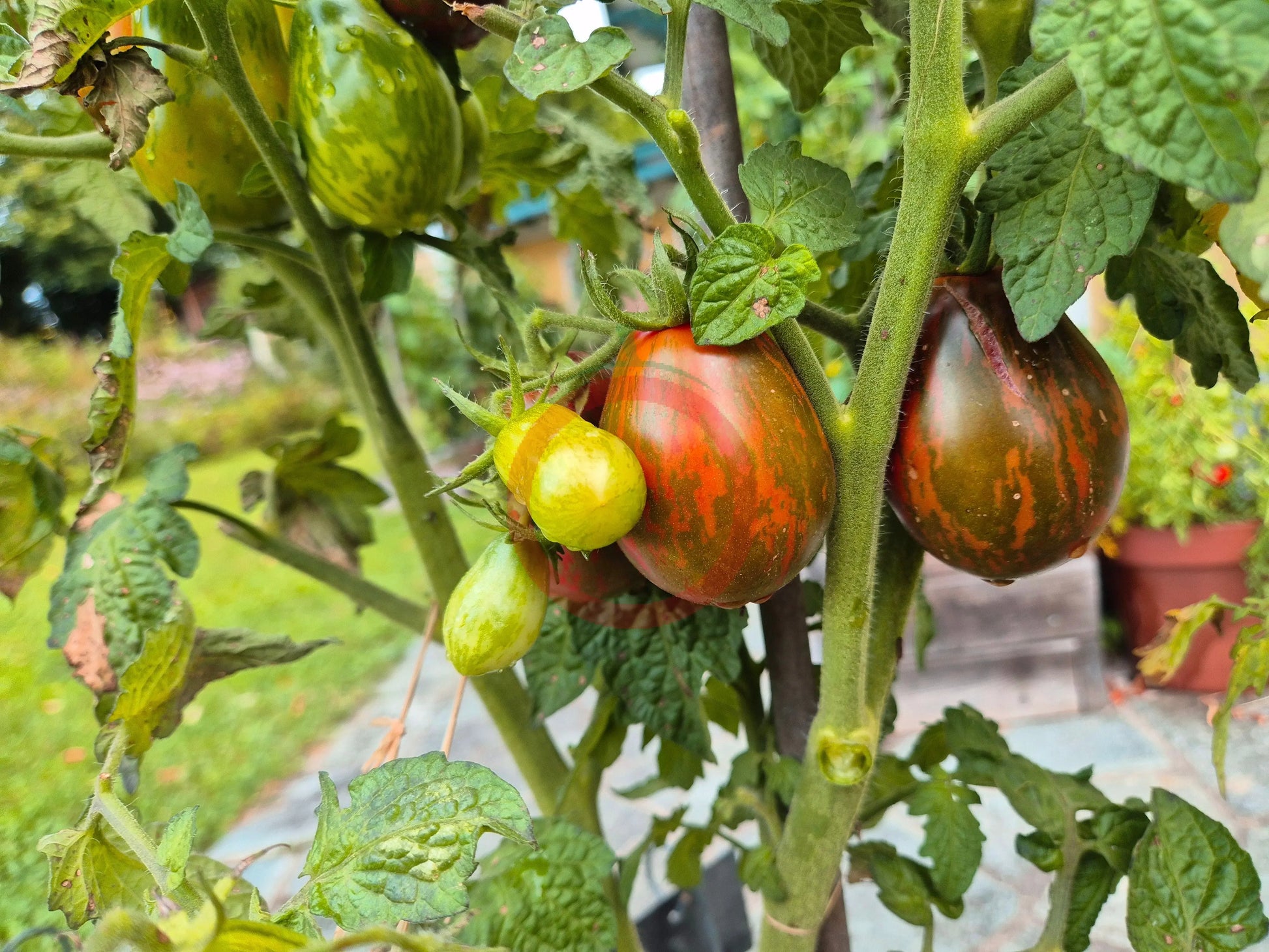Dwarf Maritime Bells DER TOMATENFLÜSTERER