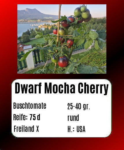 Dwarf Mocha Cherry DER TOMATENFLÜSTERER