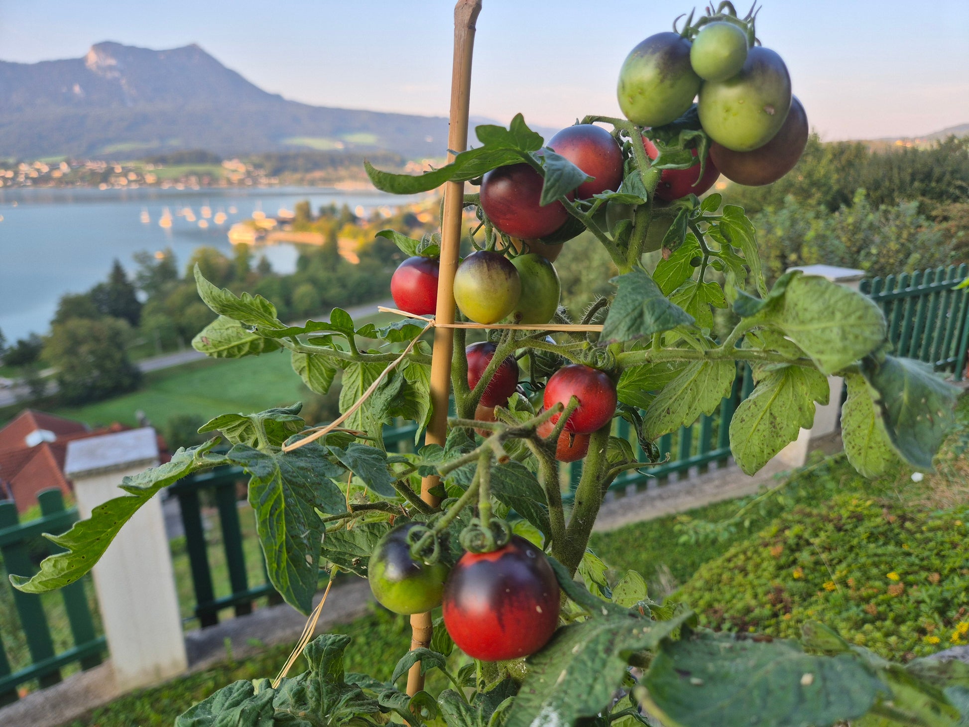 Dwarf Mocha Cherry DER TOMATENFLÜSTERER