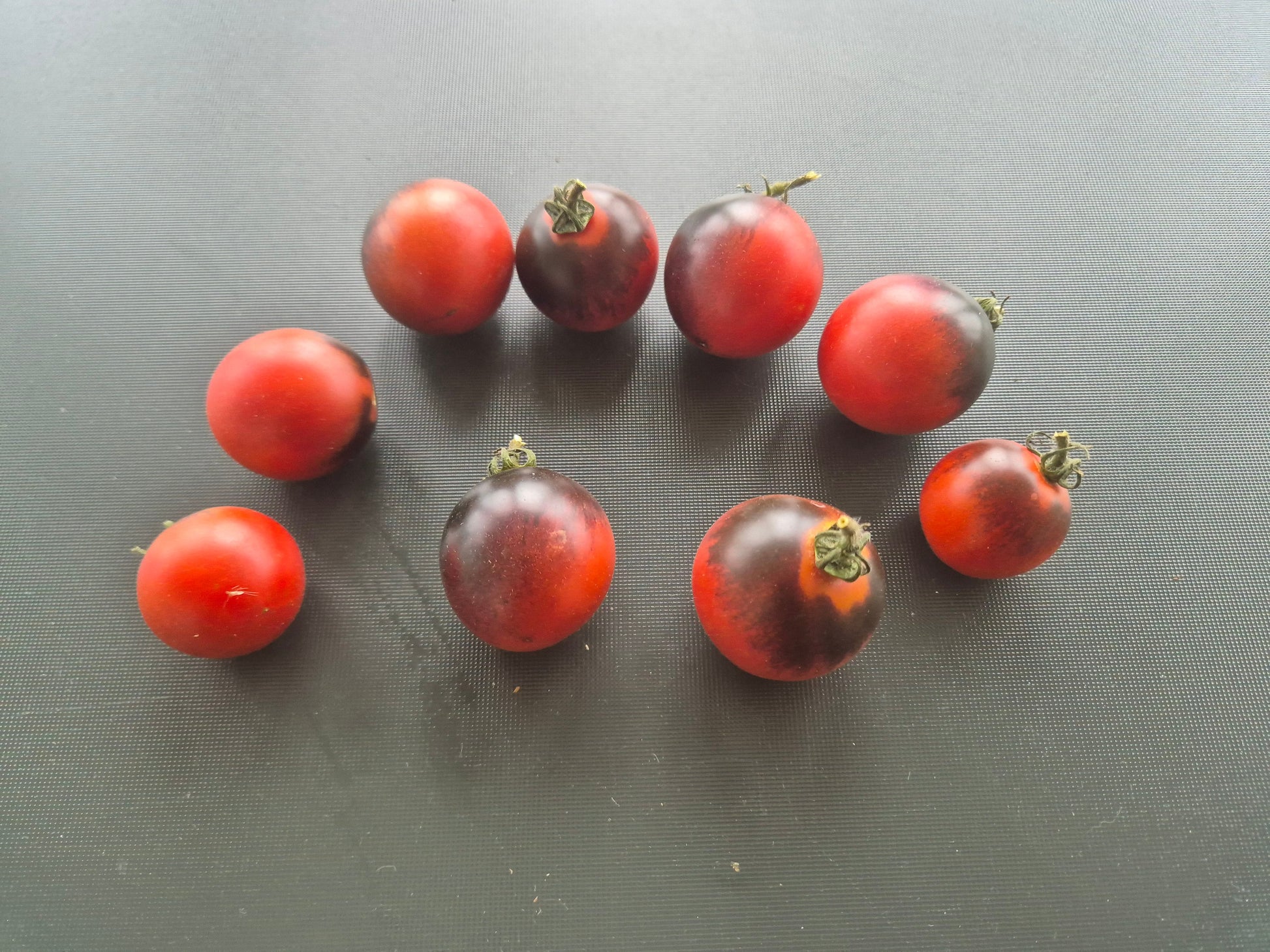 Dwarf Mocha Cherry DER TOMATENFLÜSTERER