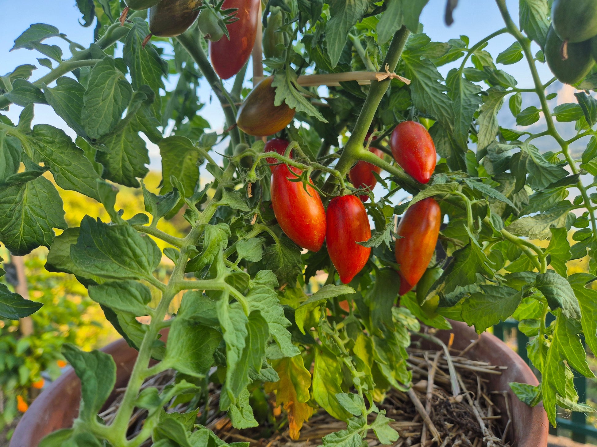 Dynamite Delight DER TOMATENFLÜSTERER
