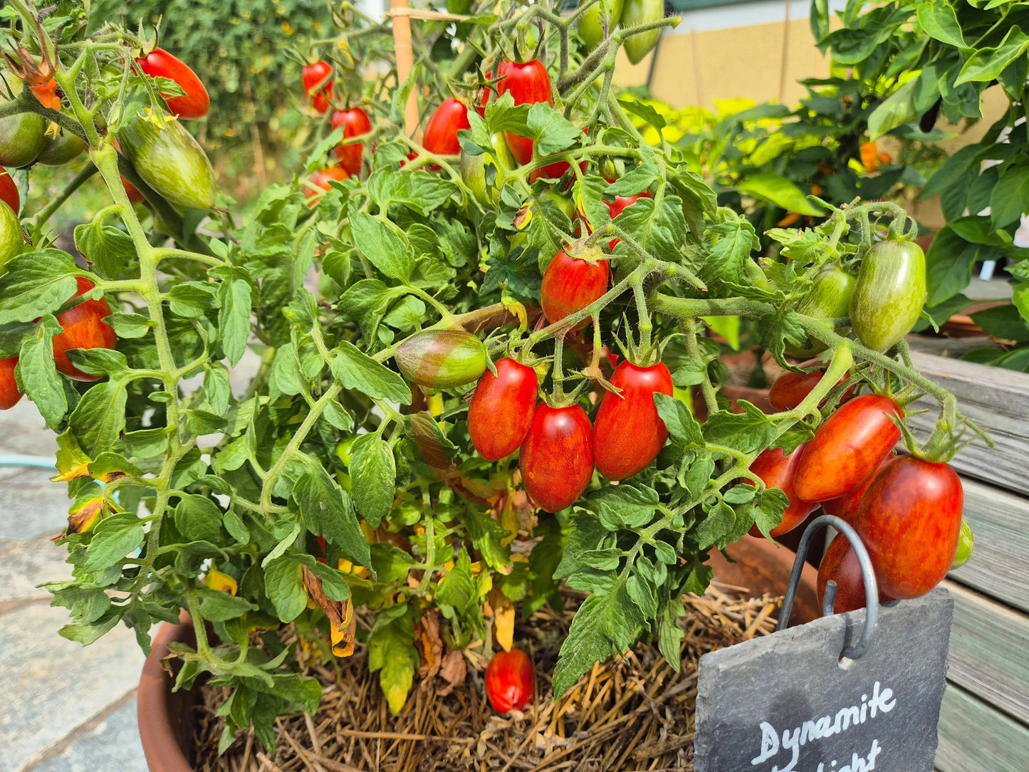 Dynamite Delight DER TOMATENFLÜSTERER