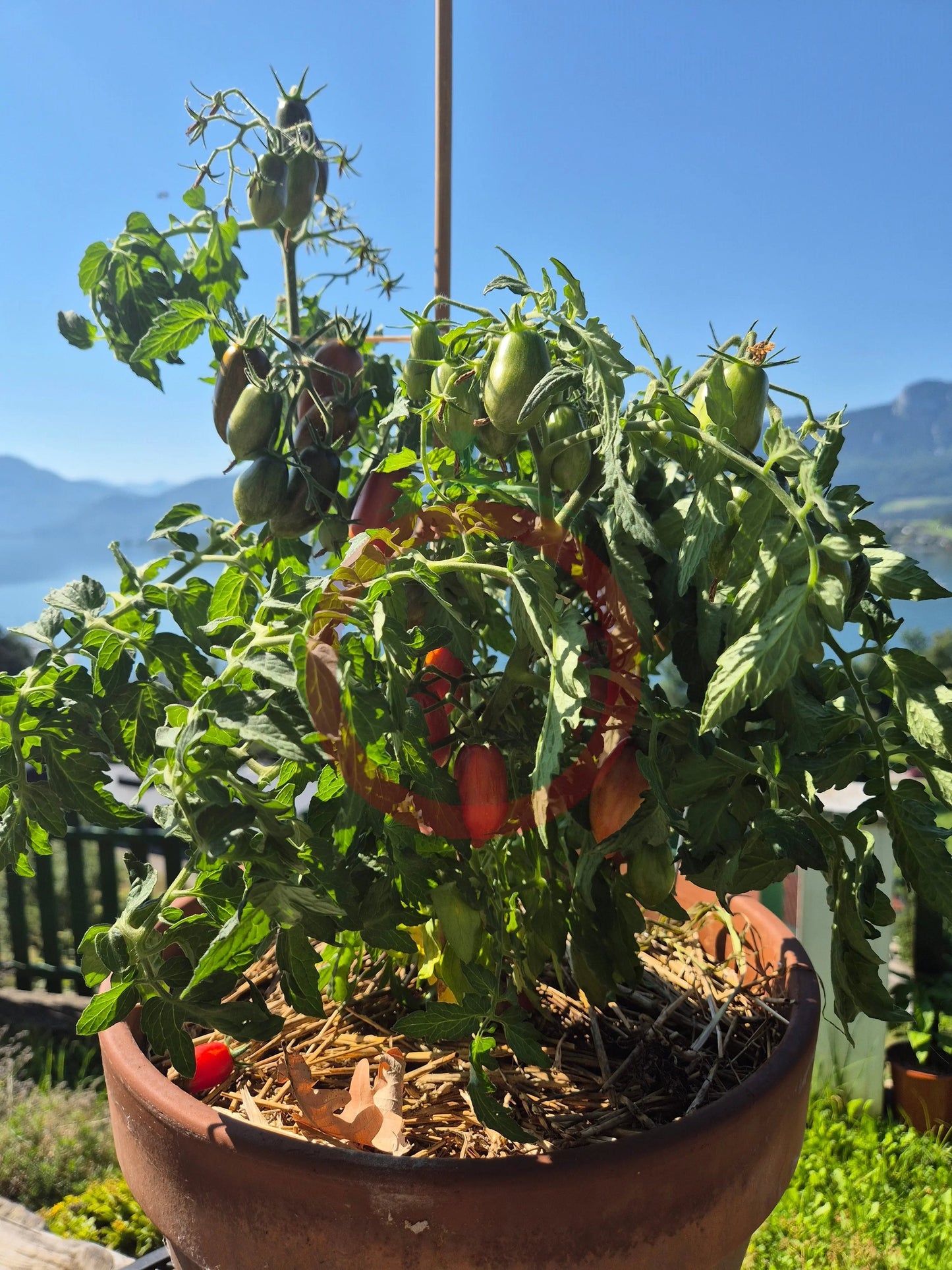 Dynamite Delight DER TOMATENFLÜSTERER