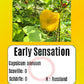 Early Sensation DER TOMATENFLÜSTERER