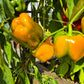 Early Sensation DER TOMATENFLÜSTERER