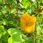 Early Sensation DER TOMATENFLÜSTERER