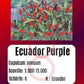 Ecuador Purple DER TOMATENFLÜSTERER