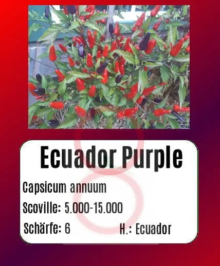 Ecuador Purple DER TOMATENFLÜSTERER