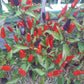 Ecuador Purple DER TOMATENFLÜSTERER