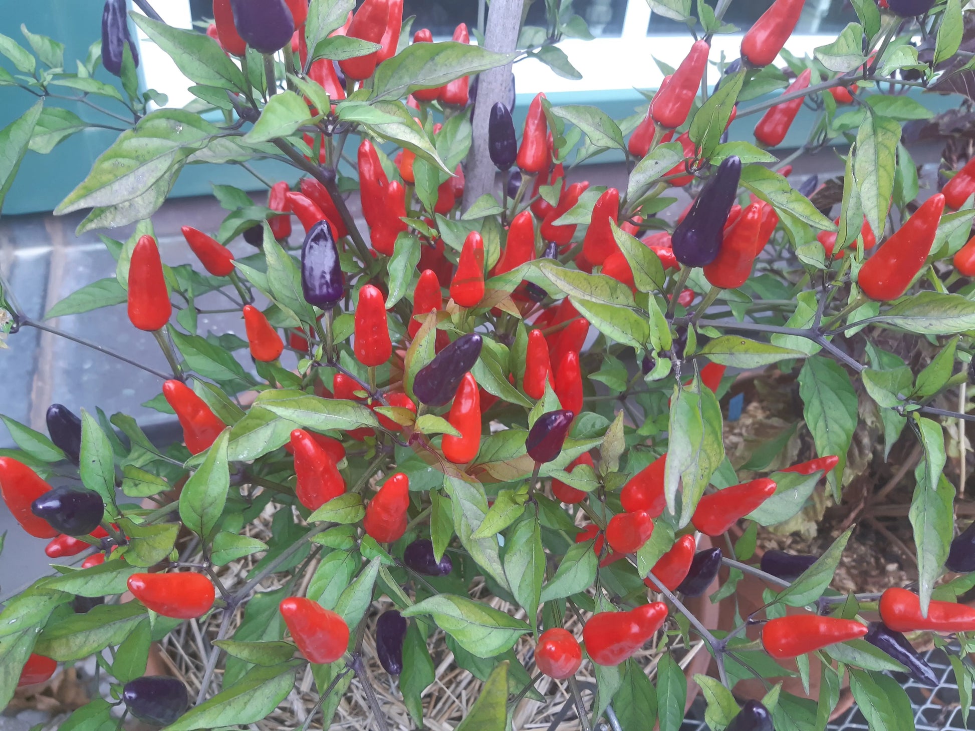 Ecuador Purple DER TOMATENFLÜSTERER