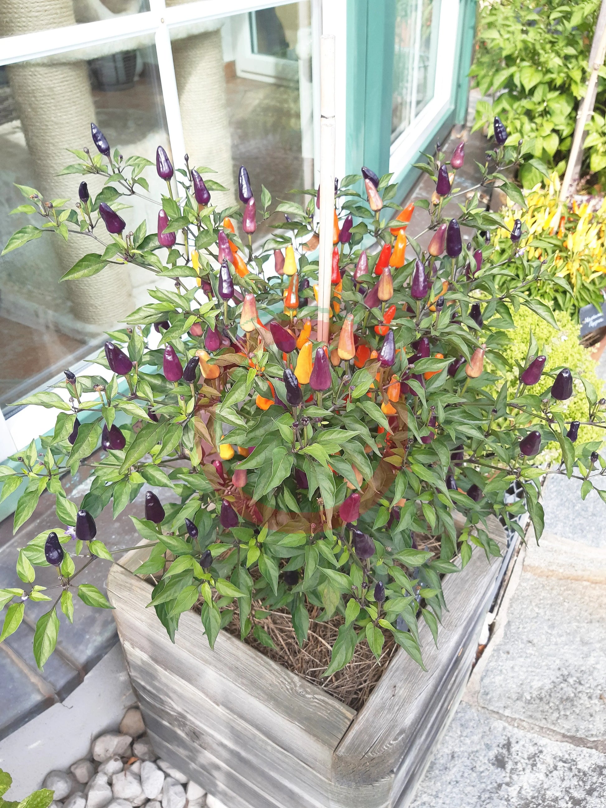 Ecuador Purple DER TOMATENFLÜSTERER
