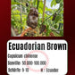 Ecuadorian Brown DER TOMATENFLÜSTERER