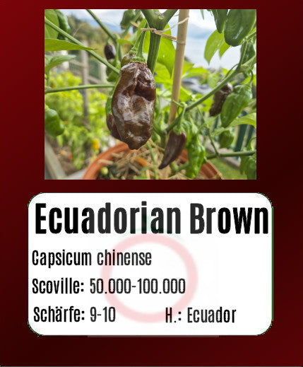 Ecuadorian Brown DER TOMATENFLÜSTERER