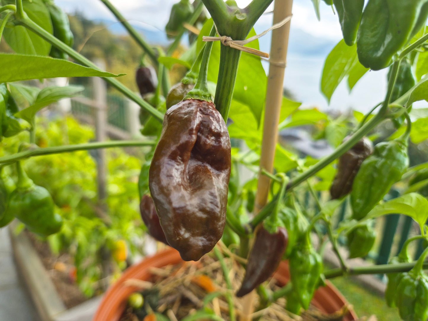 Ecuadorian Brown DER TOMATENFLÜSTERER