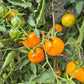 Edith Bernhard DER TOMATENFLÜSTERER