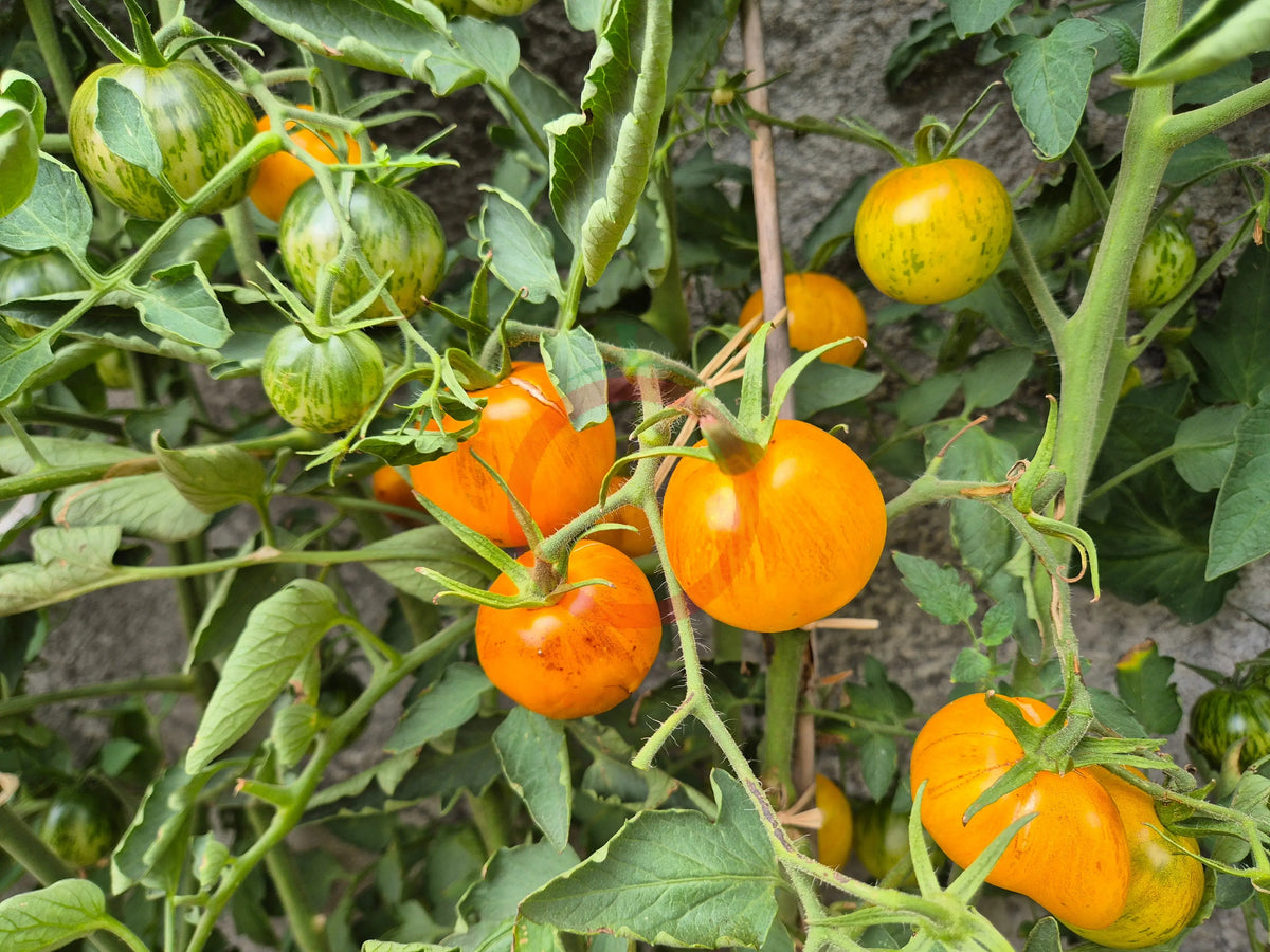 Edith Bernhard DER TOMATENFLÜSTERER