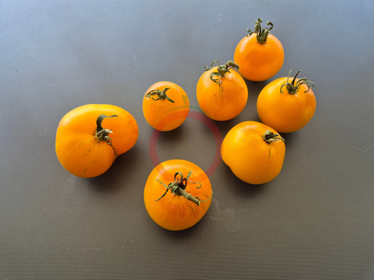 Edith Bernhard DER TOMATENFLÜSTERER