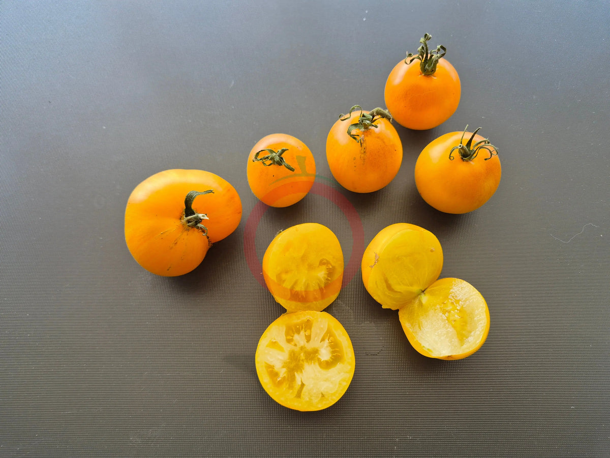 Edith Bernhard DER TOMATENFLÜSTERER