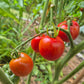 Edouard DER TOMATENFLÜSTERER