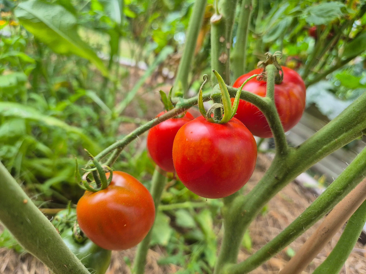 Edouard DER TOMATENFLÜSTERER