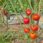 Edouard DER TOMATENFLÜSTERER