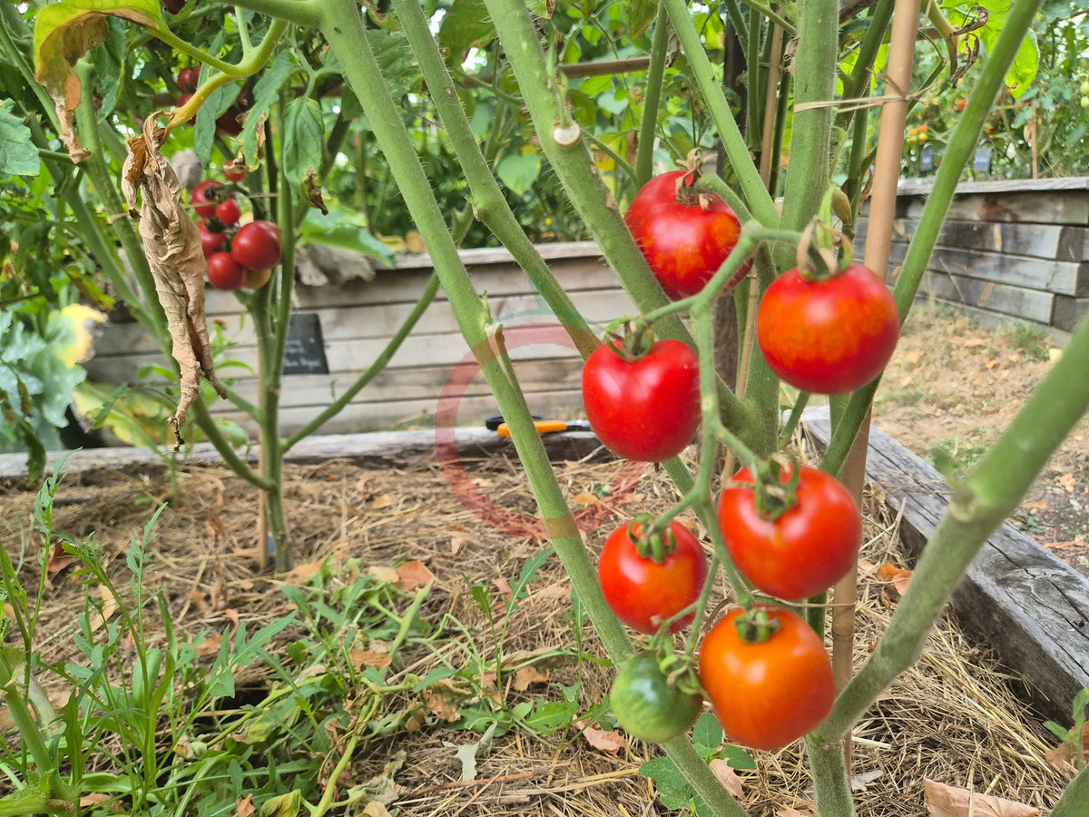 Edouard DER TOMATENFLÜSTERER