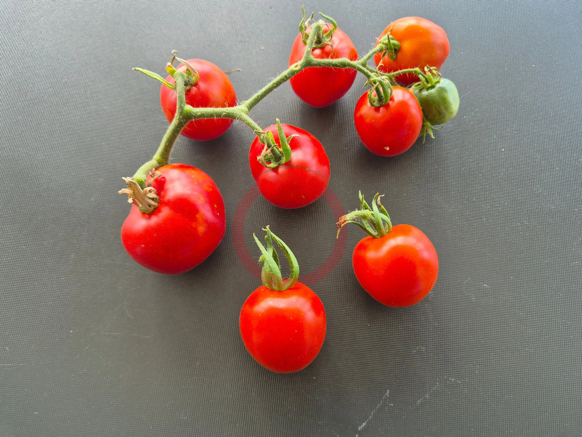 Edouard DER TOMATENFLÜSTERER