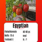 Egyptian DER TOMATENFLÜSTERER
