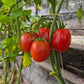 Egyptian DER TOMATENFLÜSTERER
