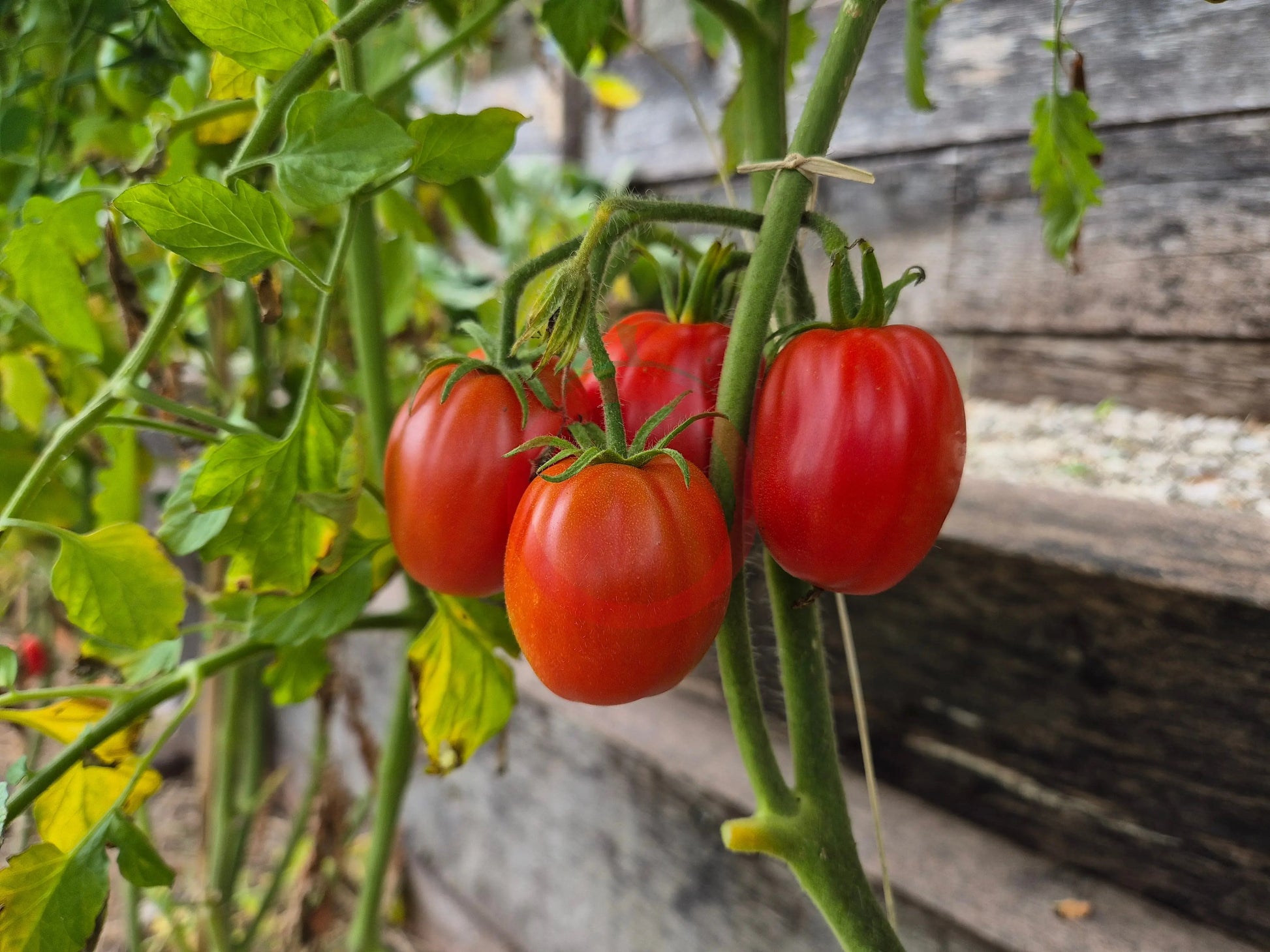 Egyptian DER TOMATENFLÜSTERER