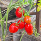 Egyptian DER TOMATENFLÜSTERER